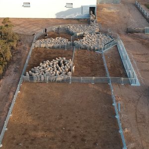 Sheep Yard Projects