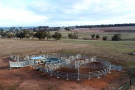 cattle-yard-boyup-brook-wa-featured