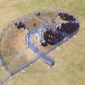 Permanent Cattle Yards