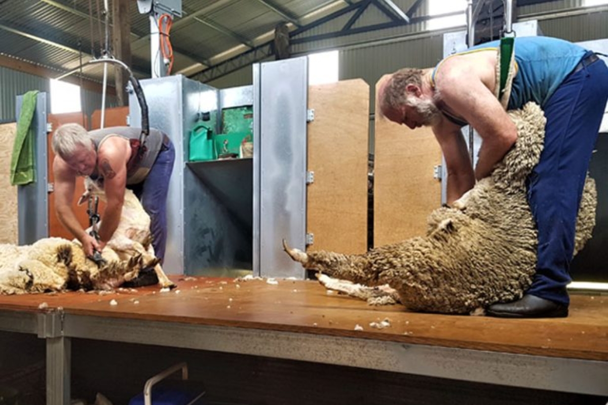 Elleker WA Shearing Shed