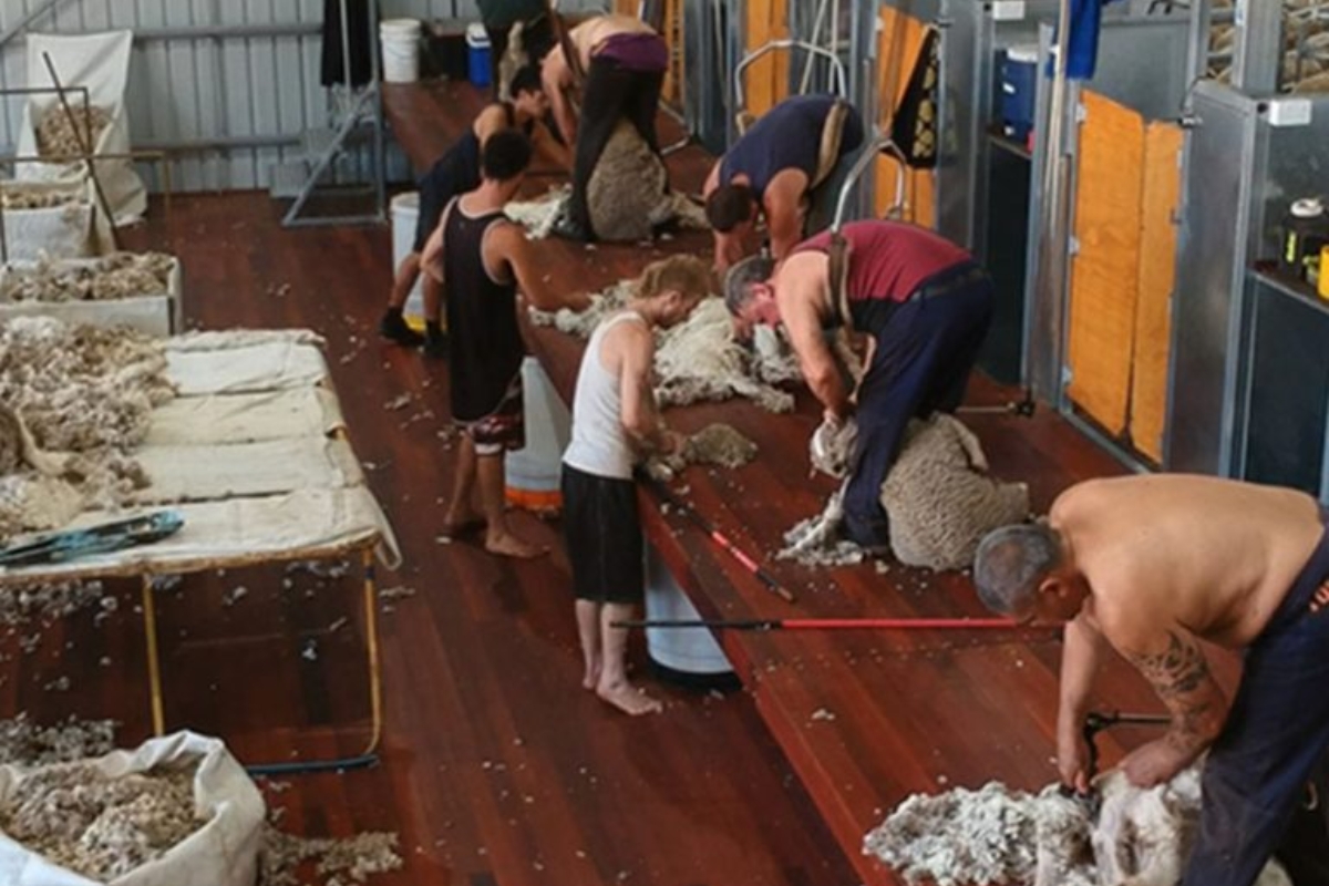 Narrogin WA Shearing Shed