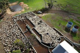 sheep-yard-bluff-creek-wa-featured