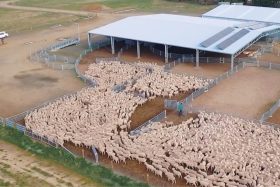 sheep-yard-lal-lal-estate-ballarat-vic-featured