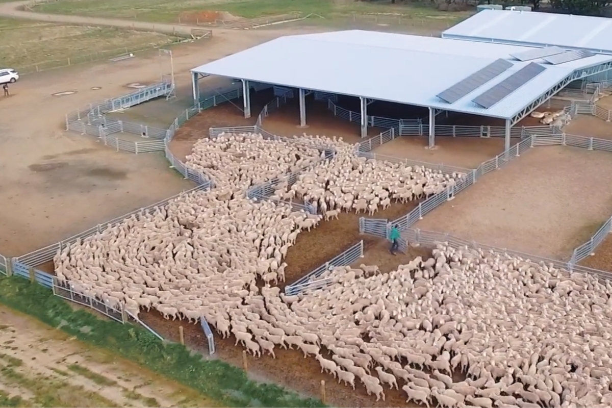 Lal Lal Estate, Ballarat VIC Sheep Yard