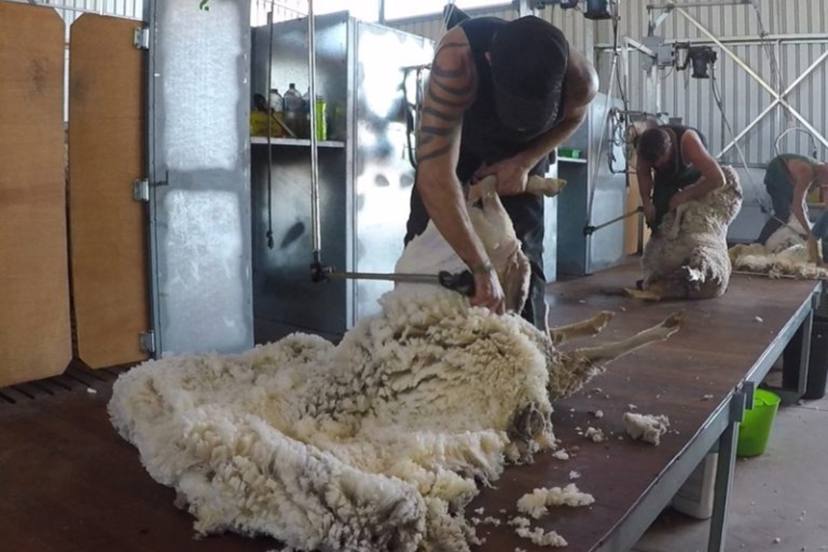 Doodlakine WA Modular Shearing Shed Fit Out