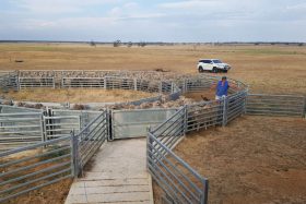 sheep-yard-kaniva-vic-featured