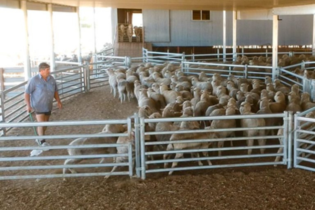 Pingelly Wa Sheep Yard